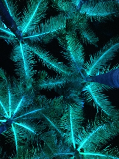LED Up-lit coconut trees at the Maui Tropical Plantation